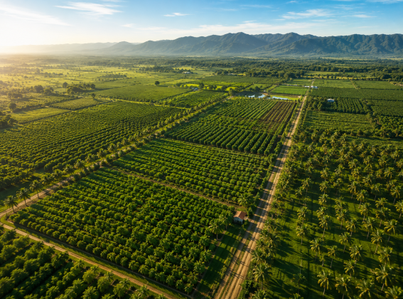 Large-Scale Farm Management